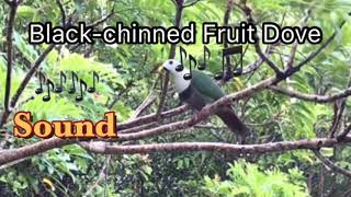 Blackchinned Fruit Dove Sound Call  Pogngan  Balud  Ando  Hinakupan  Hagumhom  Bagatan [upl. by Aisel793]