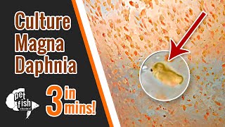 How to culture DAPHNIA MAGNA  The easy way [upl. by Roselani]