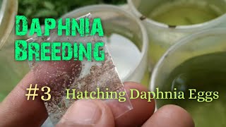 Daphnia Culture made simple and easy 3  Hatching Daphnia eggs [upl. by Akeylah214]