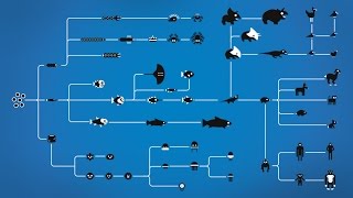 How Evolution works [upl. by Odnama]