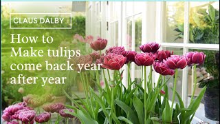 How to Make tulips come back year after year [upl. by Hachmann]