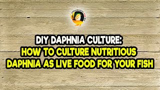 DIY Daphnia Culture How to Culture Nutritious Daphnia as Live Food for Your Fish [upl. by Cullie]