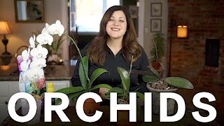 Orchid Care Tips  Garden Answer [upl. by Aerdnua]