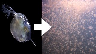 How I Culture Daphnia [upl. by Elodia]