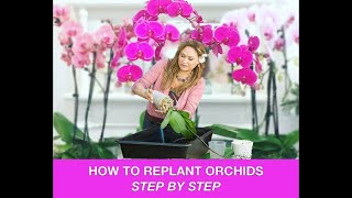 ORCHID CARE 🍃REPOTTING ORCHIDS REPLANTING ORCHIDS 🌿 Shirley Bovshow [upl. by Kaya]