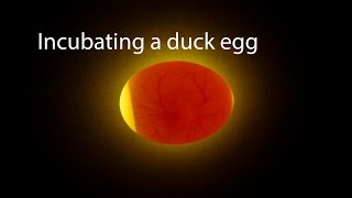 Incubating A Duck Egg  Start To Finish [upl. by Weintrob]