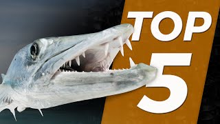 TOP 5  POISSONS DANGEREUX  Cyril Chauquet [upl. by Ingrim]