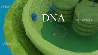 Chloroplast Structure and Function  Chlorophyll  Biology 3D Course  NEET 2021 [upl. by Wyler72]