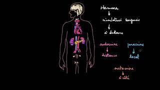 Introduction au système endocrinien [upl. by Nohsauq]