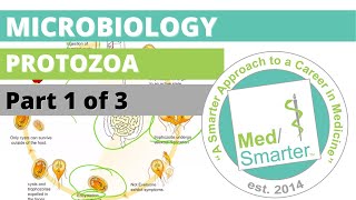 Protozoa  Microbiology  USMLE STEP 1  Part 1 of 3 [upl. by Alleciram]