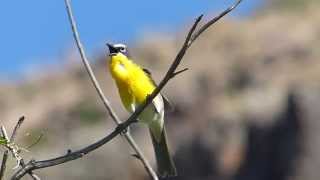 Yellowbreasted Chat Singing [upl. by Forelli]