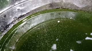 DAPHNIA MOINA CULTURE IN A SMALL BUCKET [upl. by Ayom715]