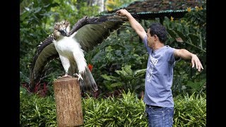 10 Exotic Birds Endemic to The Philippines [upl. by Melton]