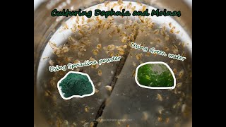 How To Culture Daphnia and Moinas using Green Water Spirulina powder [upl. by Kitti785]