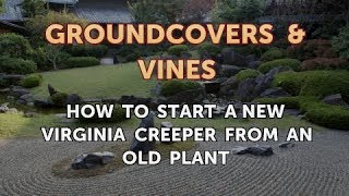 How to Start a New Virginia Creeper From an Old Plant [upl. by Odab244]