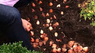 How To Plant 100 Tulips in 30 Minutes [upl. by Ming780]