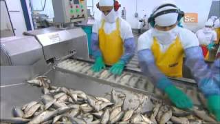 How Its Made  Canned Sardines [upl. by Anikas]