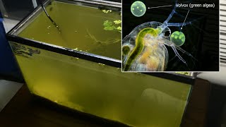 Raising Daphnia for the Freshwater Aquarium [upl. by Holofernes68]