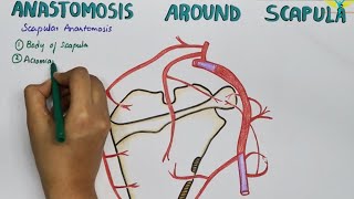 Scapular Anastamosis  Anastamosis Around the Scapula [upl. by Meldon458]