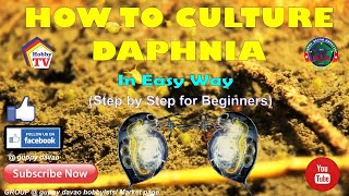 HOW TO CULTURE DAPHNIA In Easy Way [upl. by Rick]